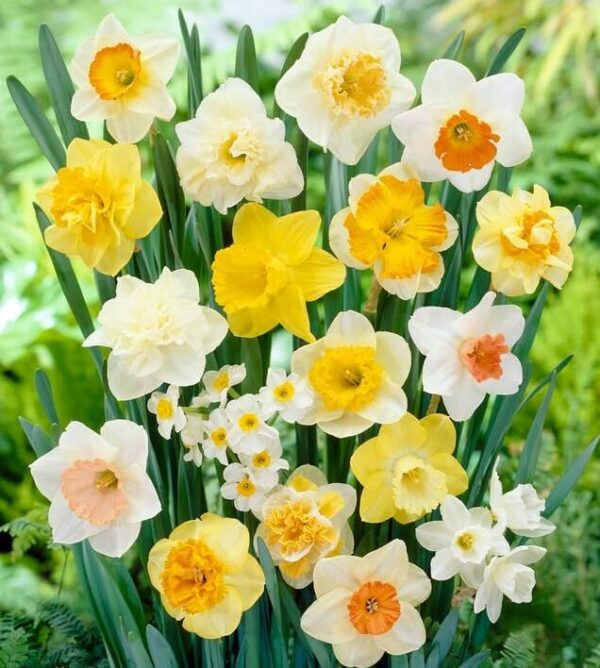 Votaniki Long Lasting Daffodil Mix Bulbs - Fragrant Blooms, Narcissi Long Lasting (Large Flowering) Daffodil | Perennial & Spring Flowering Bulbs - Easy to Grow