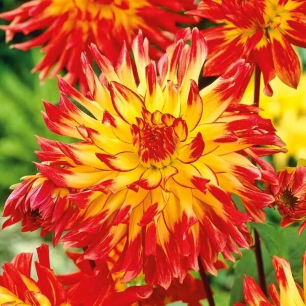 Votaniki Firebird Dahlia Bulbs - Large Blooms, Perennial, Firebird Semi Cactus Dahlia Bulbs for Planting | Perfect Addition to Any Garden