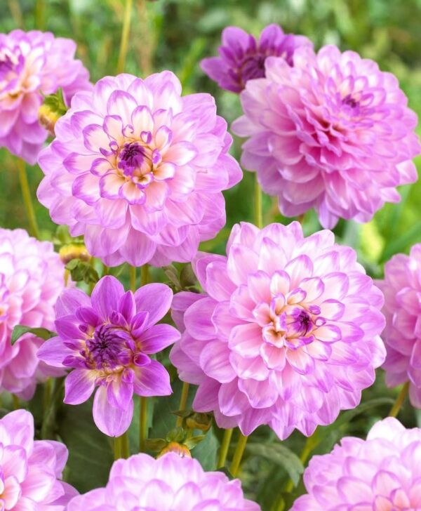 Blue Wish Dinnerplate Dahlia Tubers | Cut Flower, Easy to Grow & Maintain - Blue Wish Dahlia Bulbs, Large Blooms