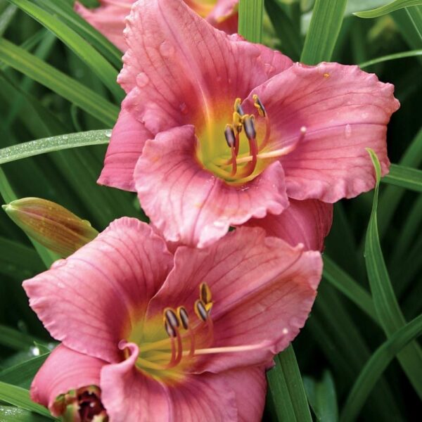 Votaniki Rosy Returns Daylily - Perennial, Rebloomer Daylily, Large & Fragrant Blooms | Hemerocallis 'Rosy Returns' Bare Root for Planting - Early Summer Flower