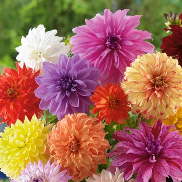 Votaniki Dinnerplate Dahlia Mix Bulbs - Large Blooms, Perennial Dahlia Flowering Bulbs | Easy to Grow, Perfect for Cut, Long Lasting Blooms