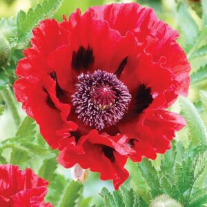 Votaniki Papaver Red Poppy Bulbs - Large & Showy Red Flowers, Perennial Poppies Bulbs for Planting | Perfect for Outdoor & Forced Indoors - Easy to Grow Flower