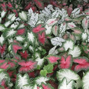 12Pcs Votaniki Caladium Bulbs - Fancy Leaf Mixed Caladium Bulbs for Planting Bulk Spring Bulbs to Plant in Spring Potted Plant Bulbs for Planting Outdoors - Elephant Ears Bulbs for Planting Indoor