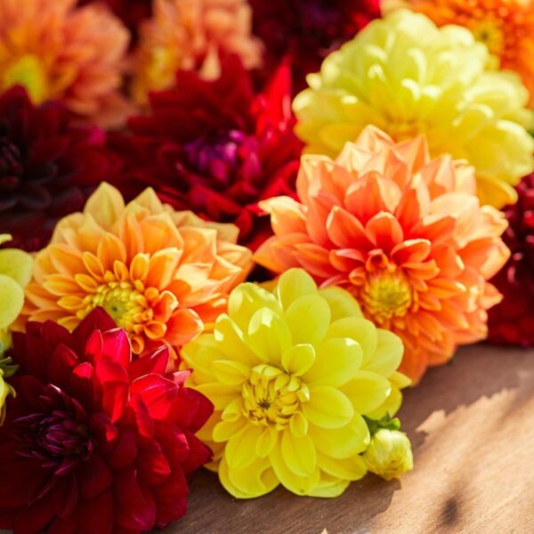 Votaniki Dahlia Assorted Sangria Mix Tubers - Perennial, Long Blooming Dahlia for Stunning Garden Displays - Fast Growing & Low Maintenance