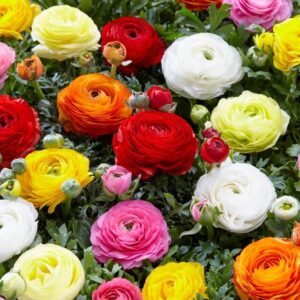 Votaniki Ranunculus Aviv Mix - Long Lasting Blooms, Perennial Ranunculus Aviv (Persian Buttercup) | Large Flowering Ranunculus Bulbs - Easy to Grow