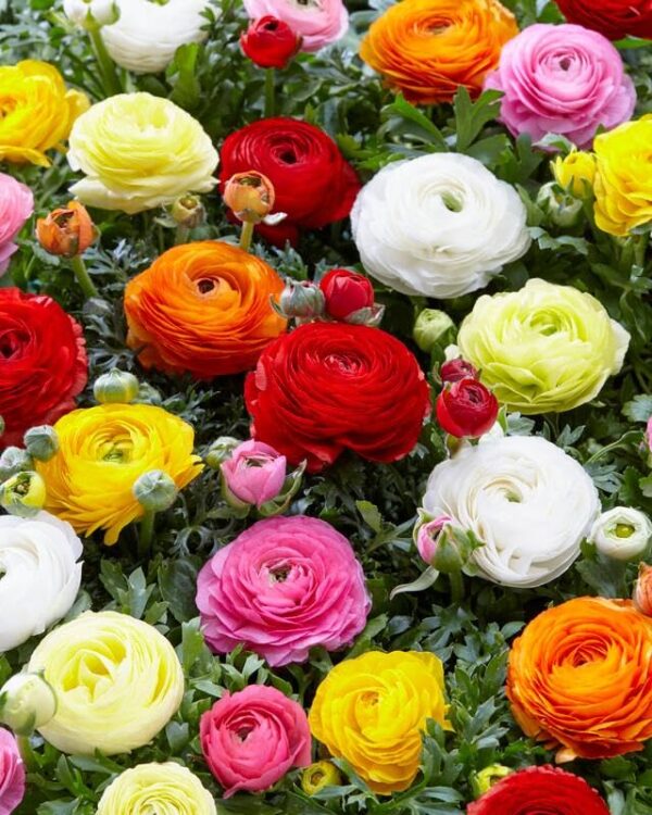 Votaniki Ranunculus Aviv Mix - Long Lasting Blooms, Perennial Ranunculus Aviv (Persian Buttercup) | Large Flowering Ranunculus Bulbs - Easy to Grow