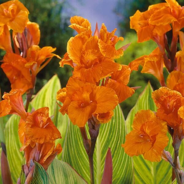 Votaniki Pretoria Canna Lily Bulbs - Perennial Canna Lily, Bold and Dramatic Effects in Any Garden - Long Blooming, Versatile, Attract Pollinators - Low Maintenance Plants