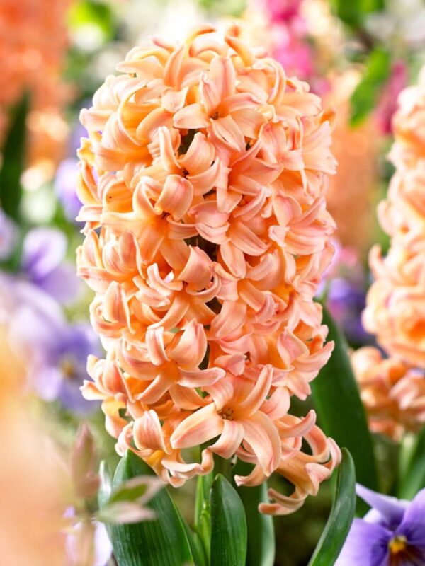 Votaniki Gypsy Queen Hyacinth Bulbs - Perennial (Dutch Hyacinth), Fragrant Blooms | Top Sized Hyacinth Bulbs 16/17 Cm - Spring Flower Bulbs