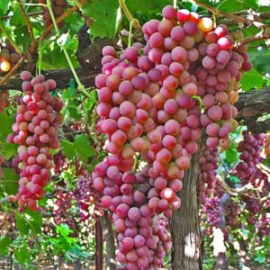 Votaniki Suffolk Seedless Grape Bare Root for Planting - Perennial Grape Plant, Grape Bare Root for Easy Planting | Easy to Grow Suffolk Seedless Grape Vine