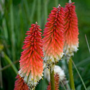 Votaniki High Roller Kniphofia Bare Root - Perennial, Vibrant Red and Yellow Flowers | Red Hot Poker - Perfect for Landscaping, Borders, and Containers