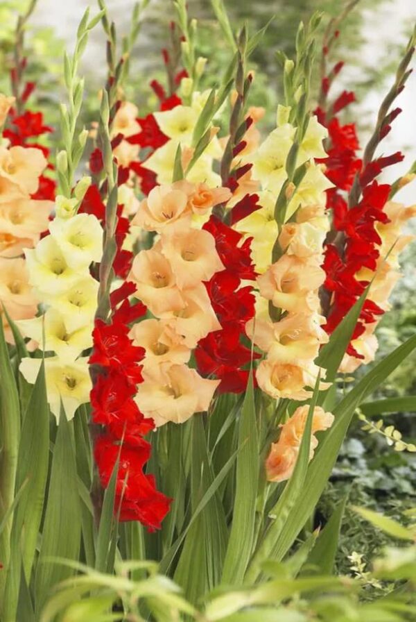 Votaniki Tropical Sunrise Gladiolus Mix Bulbs - Perennial Tropical Berry Gladiolus Bulbs for Planting | Multi-Colored Gladiolus, Large Blooms, Easy to Grow