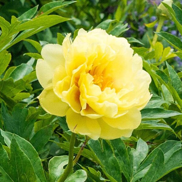 Votaniki XXL Bartzella Itoh Peony Bulbs for Planting - Large, Vibrant Yellow Flower - Perfect for Cutting - Easy to Grow XXL Size Tuber 10+ Eyes