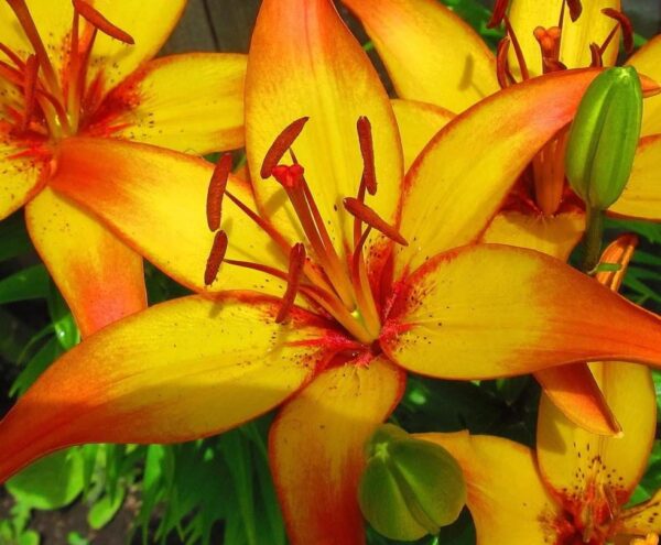 Votaniki Cancun Asiatic Lily Bulbs - Bright Orange & Yellow Lily Flowers, Large Blooms, Hardy Perennial Lily Bulbs