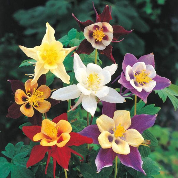 Votaniki Aquilegia Giant Mix Bulbs - Perennial Flower Plants, Large Flowering Bulbs | Long-Lasting Aquilegia Blooms, Attractive to Pollinators, Easy to Grow - Aquilegia Flowering Bulbs for Planting