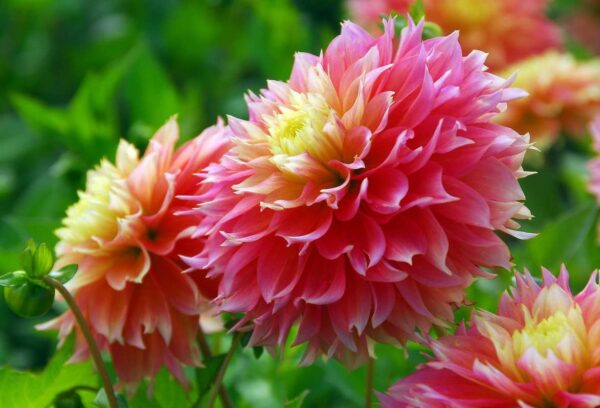 Votaniki Kogane Fubuki Dahlia Bulbs - Decorative Flowering Dahlia Bulbs for Plant | Kogane Fubuki Dahlia Perfect for Borders, Beds and Cut Flowers - Easy to Grow Perennial Dahlia Bulbs