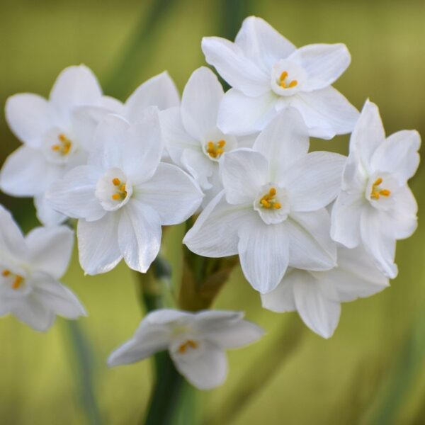 Votaniki Narcissus Daffodil Tazetta NIR Paperwhites - Perennial NIR Paperwhite Bulbs for Planting | Long Lasting Beauty, Spring and Winter Flowering Bulbs- Perfect for Indoors & Outdoors