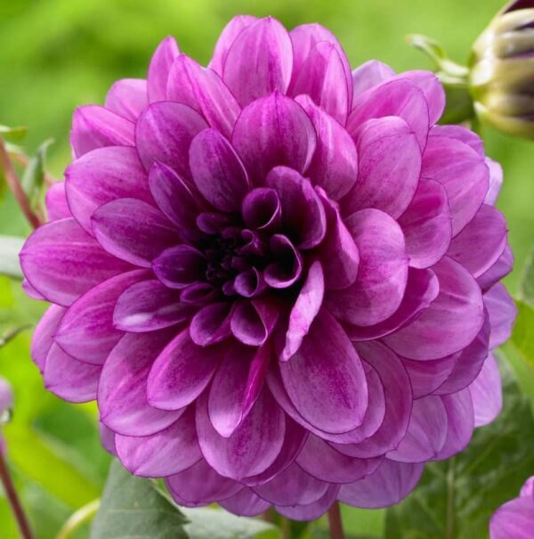 Dahlia Blue Boy Bulbs - Stunning Blue Flowers for Your Garden - for Spring Planting | Perfect for Cutting and Landscaping