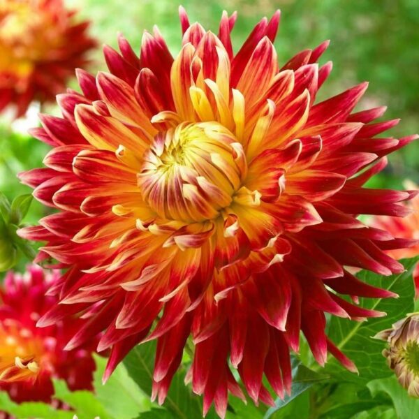 Votaniki Dinnerplate Dahlia Mix Bulbs - Large Blooms, Attracts Pollinators, Perennial Dahlia Flower Bulbs for Planting | Perfect Addition to Any Garden