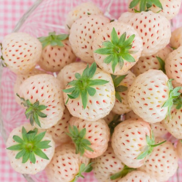 Votaniki Pineberry White Strawberry - Perennial Strawberry Grade #1 Bare Root Ready to Plant | Edible Strawberry, White Flowers & Pale Pink Berries - Easy to Grow