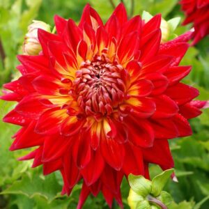 Votaniki Manhattan Island Dinnerplate Dahlia Bulbs for Planting - Attracts pollinators, Long-Lasting Blooms, Large Flowering Dahlia Bulbs, Perfect for Garden