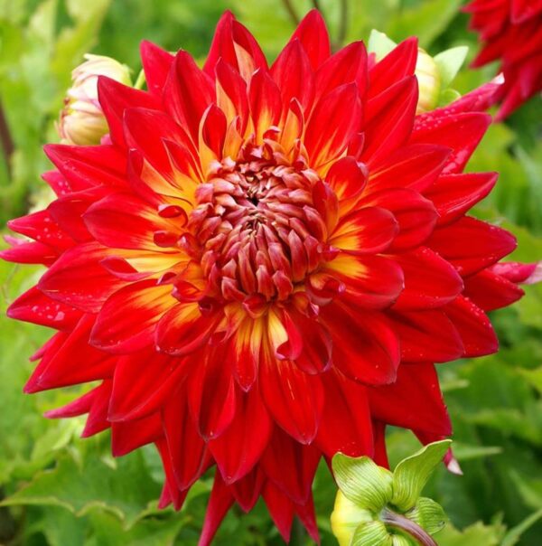 Votaniki Manhattan Island Dinnerplate Dahlia Bulbs for Planting - Attracts pollinators, Long-Lasting Blooms, Large Flowering Dahlia Bulbs, Perfect for Garden