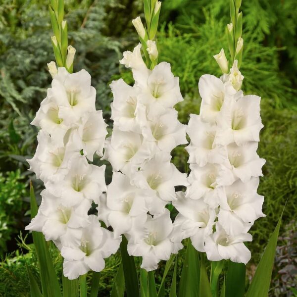 Votaniki Royal Gladiolus Mix Bulbs - Long Lasting Flower, Multiple Blooming Perennial Gladiolus Bulbs for Planting - Low Maintance & Easy to Grow