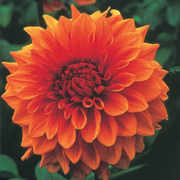 Votaniki Dinnerplate Dahlia Mix Bulbs - Large Blooms, Attracts Pollinators, Perennial Dahlia Flower Bulbs for Planting | Perfect Addition to Any Garden