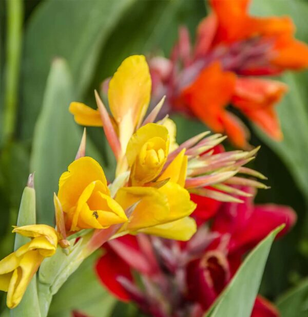 Votaniki Tall Canna Lily Mix Bulbs for Planting - Large Blooms, Perfect for Cut, Easy to Grow | Mixed Canna Lily Flowering Bulbs