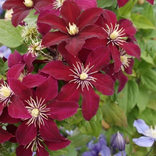 Votaniki Niobe Clematis Root Start - Long Lasting Blooms, Perennial Clematis Flowering Plant - Live Plant, Fast Growing, Low Maintenance, Easy to Care