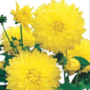 Votaniki Kelvin Floodlight Dahlia Bulbs - Perennial,Vibrant, Large-Blooming, and Easy-to-Grow Dahlia Flowers for Garden