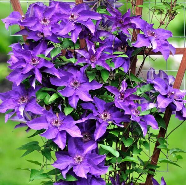 Votaniki Clematis The President Roots - Perennial Flower, Vibrant Blooms | Clematis The President - Starter Plants Ready for The Garden - Purple Blue Flowering Vine, Easy to Grow