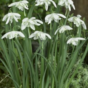 Votaniki Galanthus Nivalis Flore Pleno - Perennial Flowering Double Snowdrop | Long Lasting Blooms, Spring Flower Bulbs - Easy to Grow