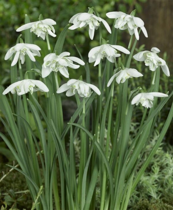 Votaniki Galanthus Nivalis Flore Pleno - Perennial Flowering Double Snowdrop | Long Lasting Blooms, Spring Flower Bulbs - Easy to Grow