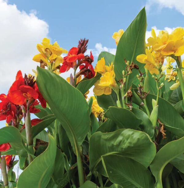 Votaniki Tall Canna Lily Mix Bulbs for Planting - Large Blooms, Perfect for Cut, Easy to Grow | Mixed Canna Lily Flowering Bulbs