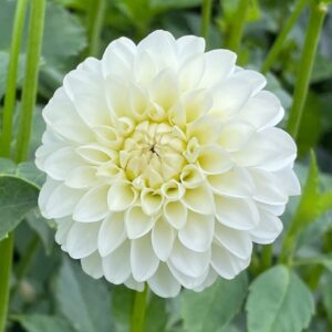 Votaniki White Dinner Plate Dahlia Flower Bulbs for Planting | Easy to Grow and Maintain- Huge White Blooms