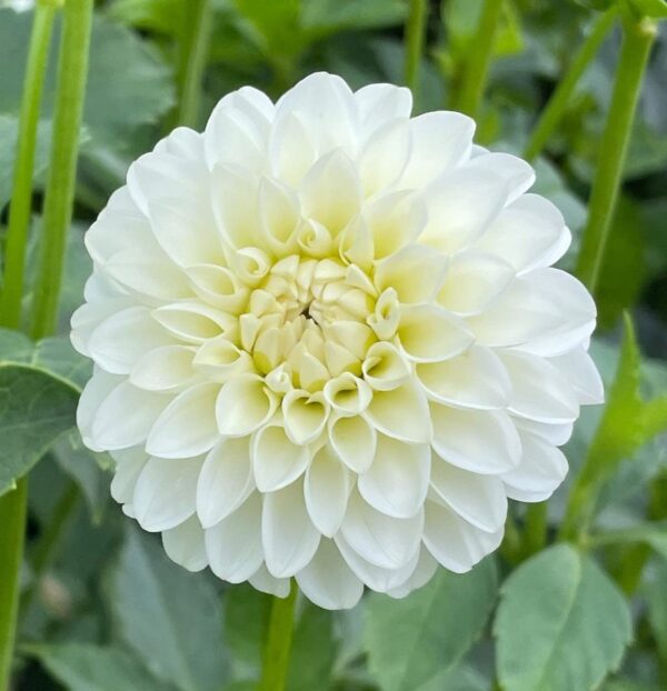 Votaniki White Dinner Plate Dahlia Flower Bulbs for Planting | Easy to Grow and Maintain- Huge White Blooms