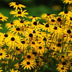 Votaniki Black Eyed Susan Bulbs - Perennial, Yellow Blooming Flower Black Eyed Susan (Rudbeckia Hirta) | Bloom in Late Summer & Early Fall - Easy to Grow