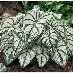 White Caladium Bulbs for Spring Planting - Set of 6 Giant Elephant Ear Bulbs for Planting Live Plants Outdoor Planters Angel Wings Perennial Bulbs - Caladium White Queen Elephant Ear Plant Bulbs