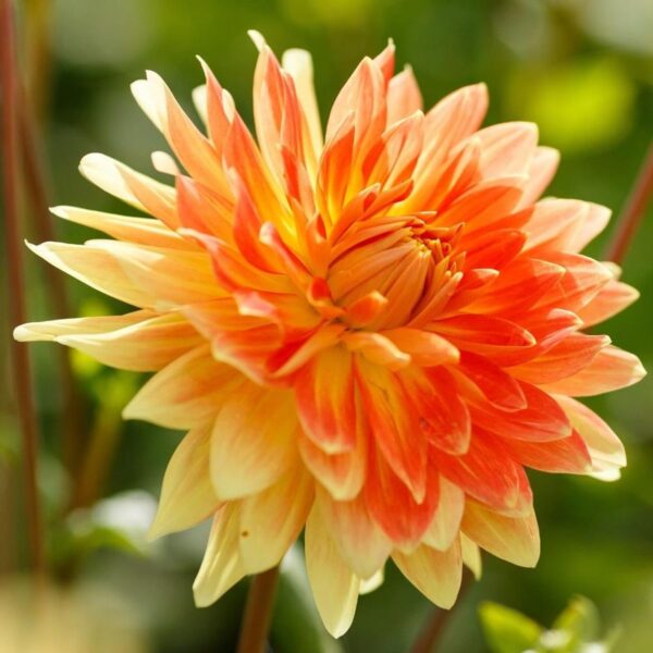 Votaniki Motto Decorative Dahlia - Orange Color & Large Bloom, Perennial Motto Dahlia Tubers for Planting | Summer Flowering Bulbs - Easy to Grow Dahlia