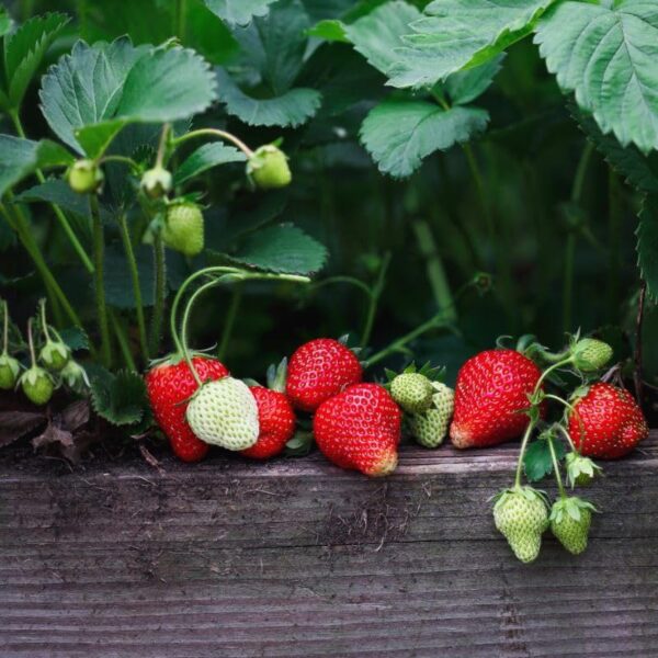 Votaniki Strawberries Honeoye Bare Root - Large Berry, High Yielding Perennial Junebearing Strawberry Plants | Perfect fo Container & Ground Cover - Easy to Grow