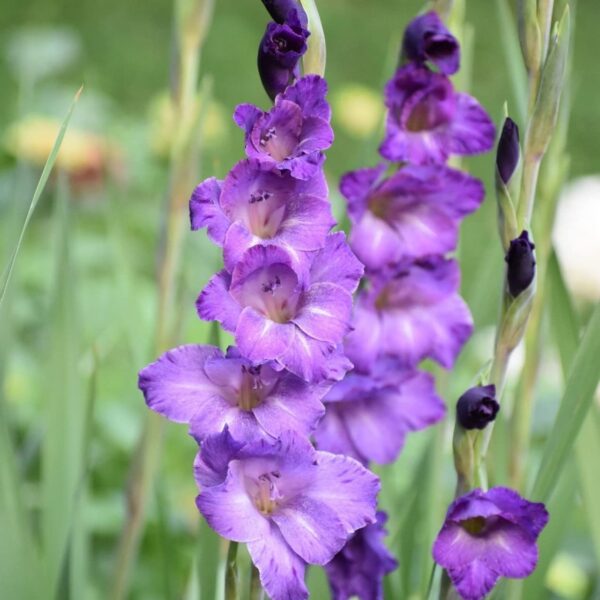 Votaniki Royal Gladiolus Mix Bulbs - Long Lasting Flower, Multiple Blooming Perennial Gladiolus Bulbs for Planting - Low Maintance & Easy to Grow