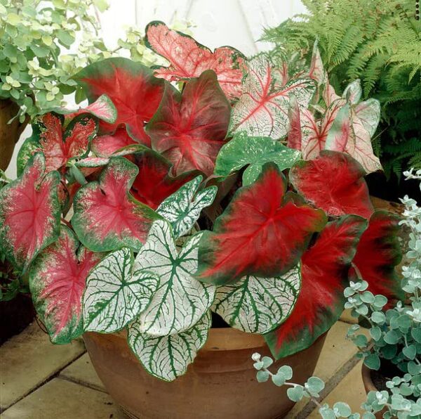 Votaniki Caladium Fancy Mix Bulbs - Perennial, Beautiful & Easy to Grow Caladium Mix Bulbs - Perfect Solution for Garden Enthusiasts | Stylish and Vibrant Caladium