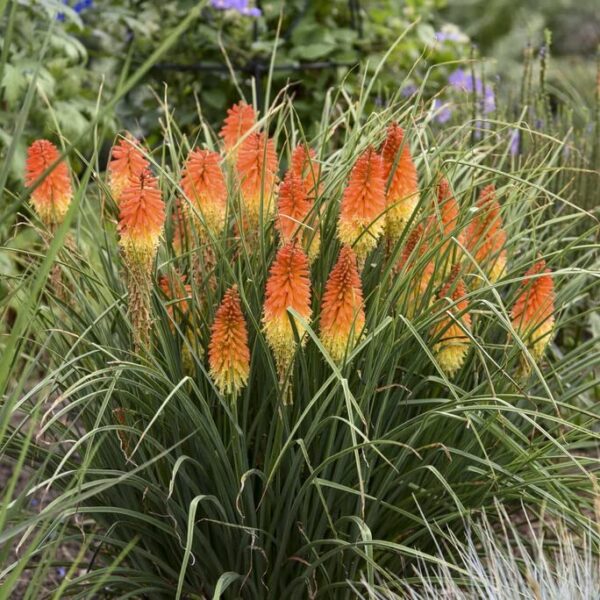 Votaniki Backdraft Red Hot Poker Bulbs - Perennial, Vibrant, Long Lasting Blooms for Any Garden - Easy to Grow and Low Maintenance