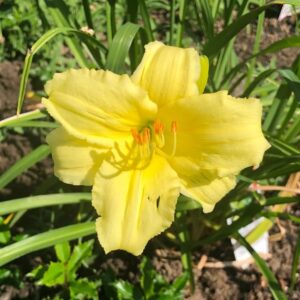 Votaniki Hemerocallis 'Stella Supreme Daylily' - Vibrant and Resilient Perennial, Daylily Bare Root for Plant | Blooms Year After Year - Captivating Garden Beauty