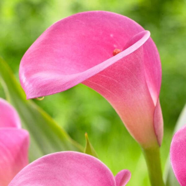 Votaniki Grape Velvet & Garnet Glow Calla Lily Bulbs - Versatility, Long Lasting Blooms, Perennial Zantedeschia Calla Lily Flower Bulbs for Planting - Easy to Grow & Low Maintenance