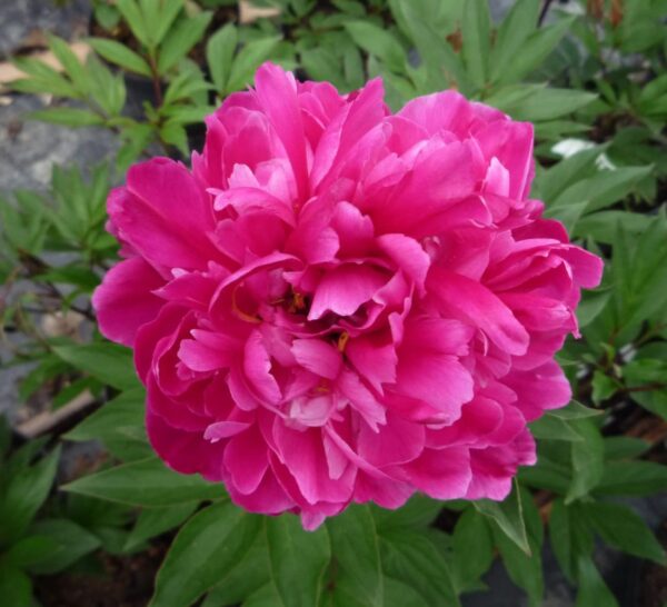 Votaniki Karl Rosenfield Peony Bulbs - Double Blooms, Fragrant Flower | Versatile and Hardy Garden Plant, Peony Large Flowering Bulbs for Planting, Perfect for Cut Flowers