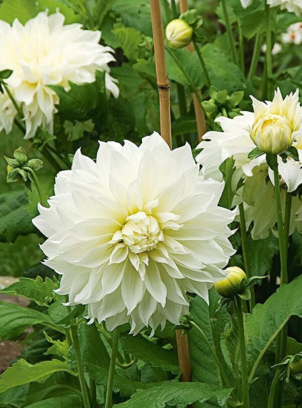 Votaniki White Dinner Plate Dahlia Flower Bulbs for Planting | Easy to Grow and Maintain- Huge White Blooms