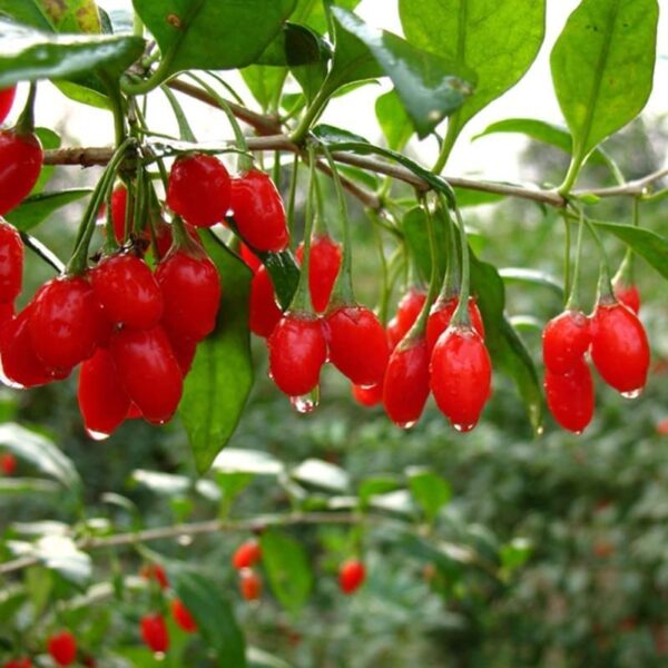 Votaniki Goji Berry 1-2 Ft Plant - Perennial with High Yield Goji Berry Plant | Great for Home and Garden - Easy to Grow, Low Maintenance, and Self-Pollinating Goji Berry Plant!