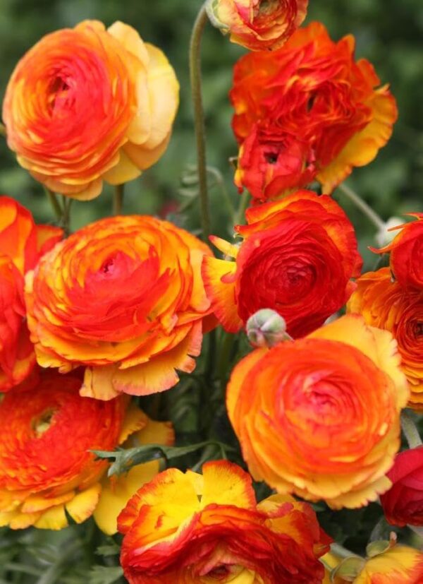 Votaniki Picotee Orange Ranunculus - Perennial (Persian Buttercup) Ranunculus Bulbs for Planting | Large Flowering Orange Ranunculus (7+ cm Bulbs), Perfect for Outdoor & Indoor Forcing