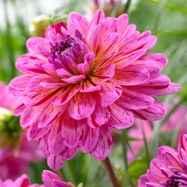 Votaniki Dahlia Tropical Bulbs - Perennial, Large Blooms, Versatility Tropical Dahlia | Long Blooming Period - Easy to Plant and Care for, Perfect for Any Gardener